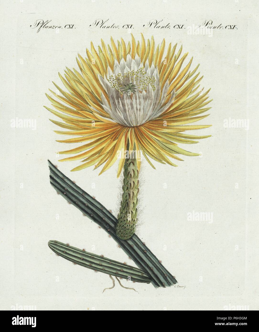 Nightblooming cereus, selenicereus grandiflorus (Cactus grandiflora). Incisi da C. Ermer dopo Candolle e Redoute, 'Plantarum historia succulentarum.' Handcolored incisione su rame da Bertuch 'Bilderbuch fur Kinder' (Picture Book per bambini), Weimar, 1807. Friedrich Johann Bertuch (1747-1822) era un editore tedesco e l uomo delle arti più famoso per il suo 12-volume enciclopedia per bambini illustrato con 1.200 lastre incise sulla storia naturale, della scienza, costume, mitologia, ecc, pubblicato da 1790-1830. Foto Stock