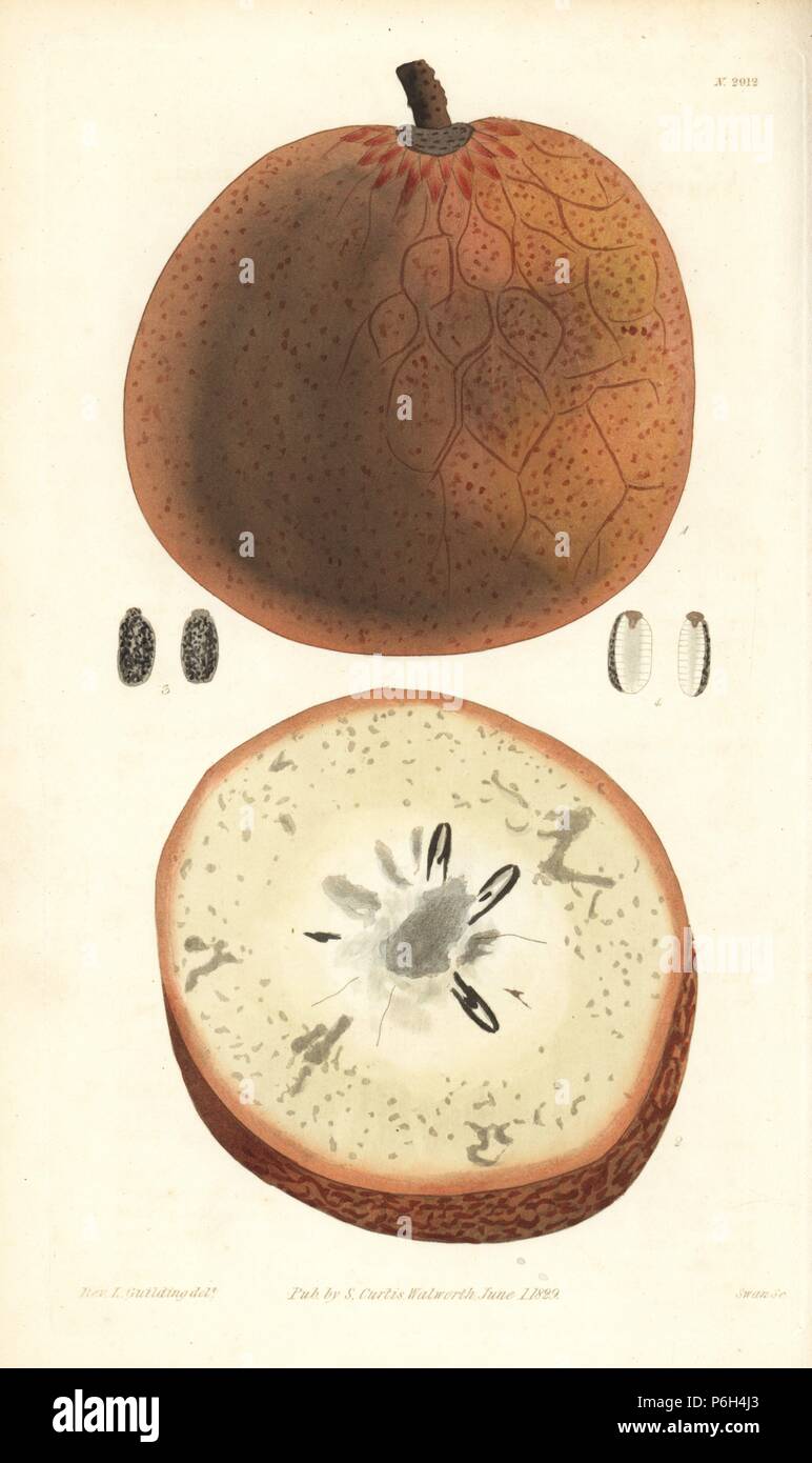 Compensate anone, Annona Reticulata, frutta e sezione. Handcolored incisione su rame dalla Swan dopo una illustrazione del Rev. L. Guilding da Samuel Curtis's "Rivista botanico", Londra, 1829. Foto Stock