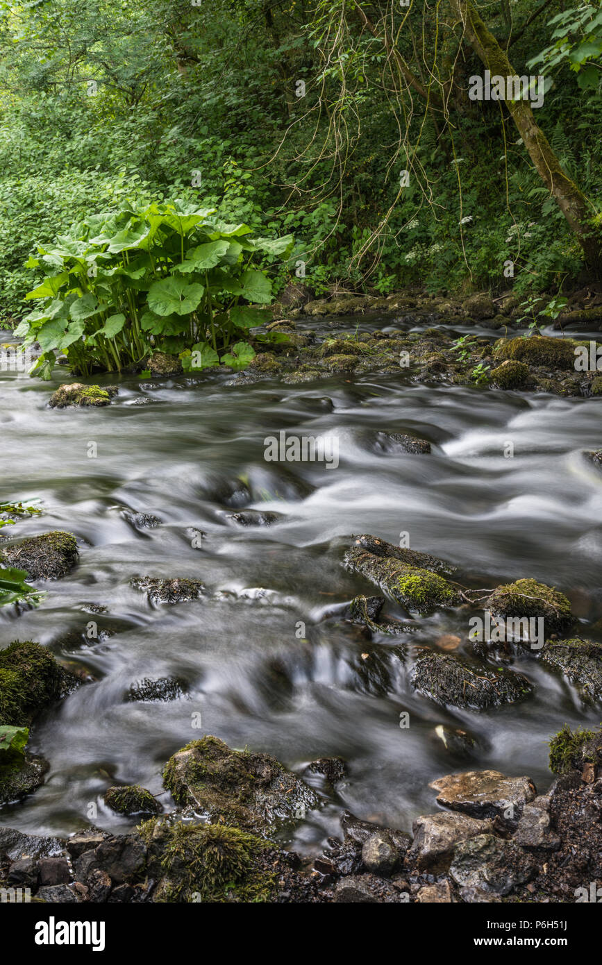 Il fiume che scorre gentilmente Colomba in una serata estiva nel tranquillo limestone gorge di Beresford Dale nel Derbyshire Peak District in Inghilterra, Regno Unito Foto Stock
