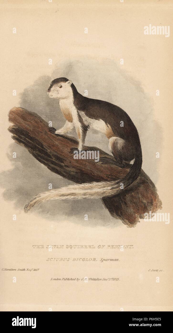 Gigante nero o scoiattolo: la malese scoiattolo gigante, Ratufa bicolore. (Iavan scoiattolo di Pennant, Sciurus bicolore).. Foto Stock