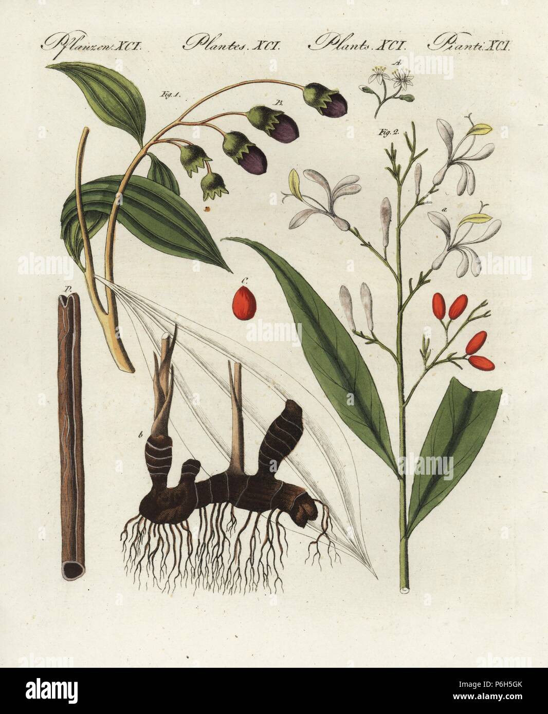 Cassia cinese o Cinese, cannella Cinnamomum cassia e maggiore galangal, Alpinia galanga. Handcolored incisione su rame da Bertuch 'Bilderbuch fur Kinder' (Picture Book per bambini), Weimar, 1805. Friedrich Johann Bertuch (1747-1822) era un editore tedesco e l uomo delle arti più famoso per il suo 12-volume enciclopedia per bambini illustrato con 1.200 lastre incise sulla storia naturale, della scienza, costume, mitologia, ecc, pubblicato da 1790-1830. Foto Stock