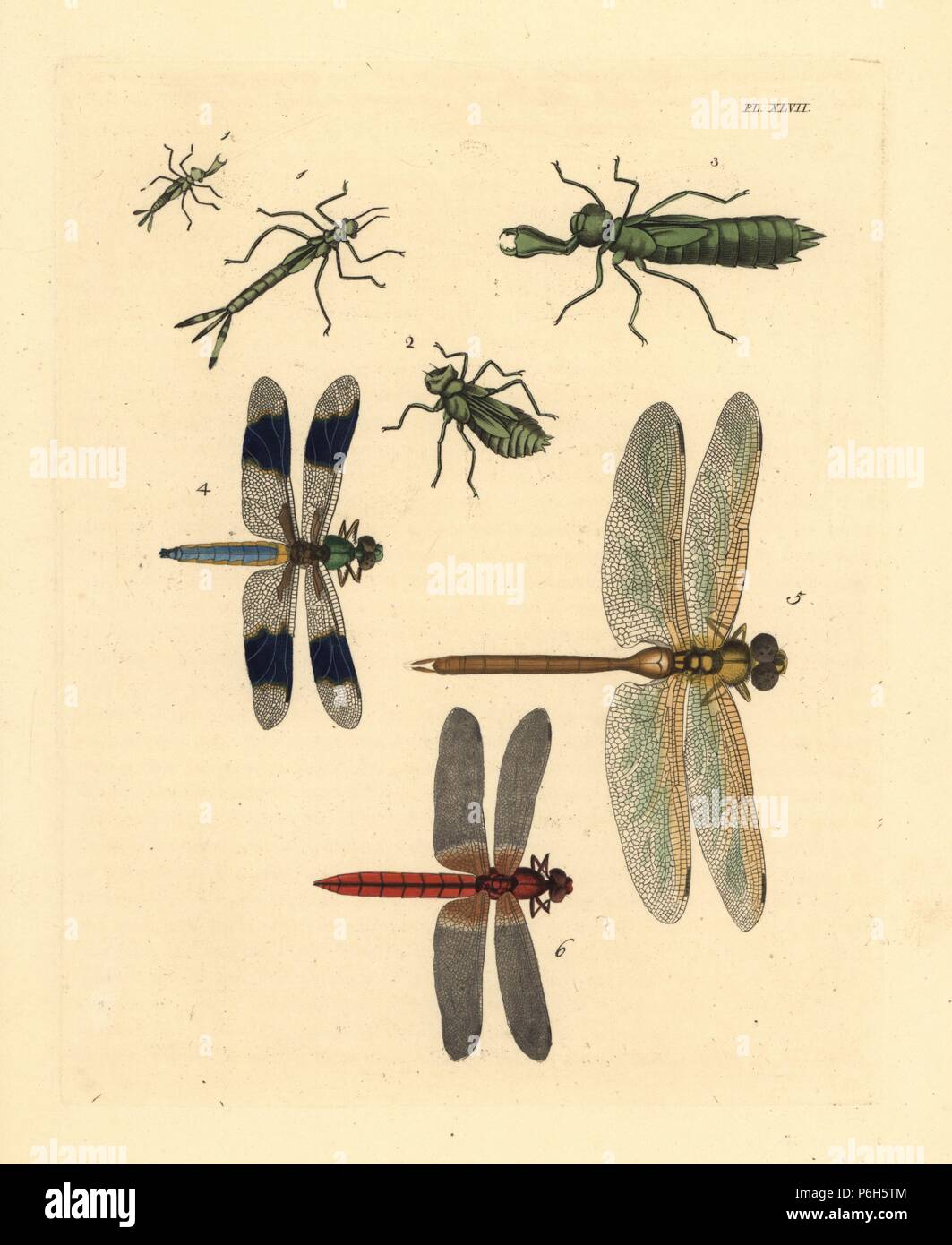 Dragonfly forme larvali 1,2,3, comune culbianco dragonfly, Libellula lydia 4, verde darner, Anax junius 5, di porpora rossa e di scarlatto o skimmer crimson darter, Crocothemis servilia 6. Handcolored litografia dal John O. Westwood la nuova edizione di Dru Drury 'illustrazioni di Entomologia esotici,' Bohn, Londra, 1837. Foto Stock