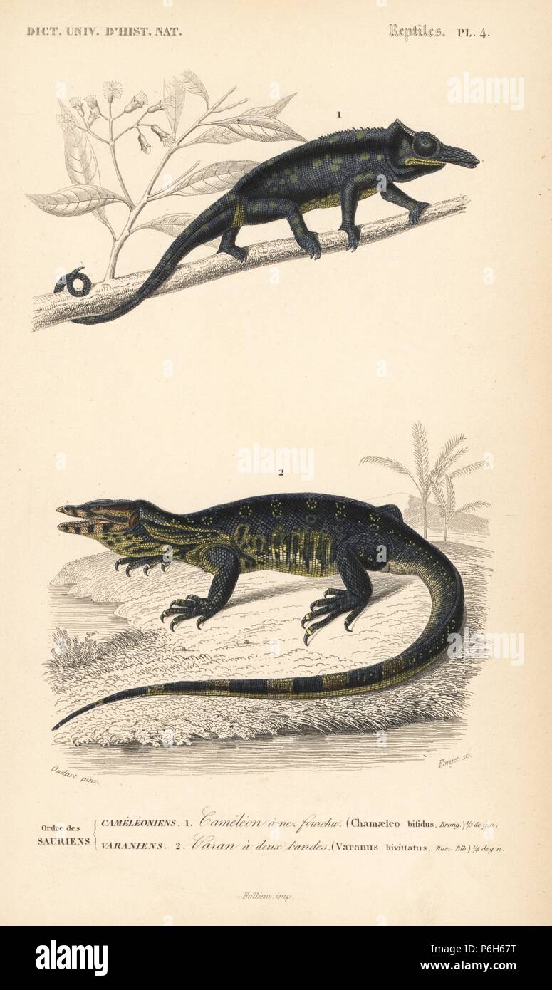 Furcifer bifidus chameleon, nativo del Madagascar e monitor acqua lizard, Varanus bivittatus. Incisione Handcolored da dimenticare dopo una illustrazione di Oudart da Charles d'Orbigny's 'Dictionnaire Universel d'Histoire Naturelle" (Dizionario universale di storia naturale), Paris, 1849. Foto Stock