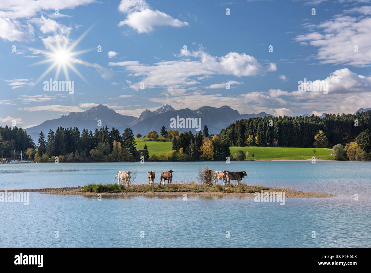 Allevamento di mucche sull isola nel lago di Forggensee in Baviera, Germania Foto Stock
