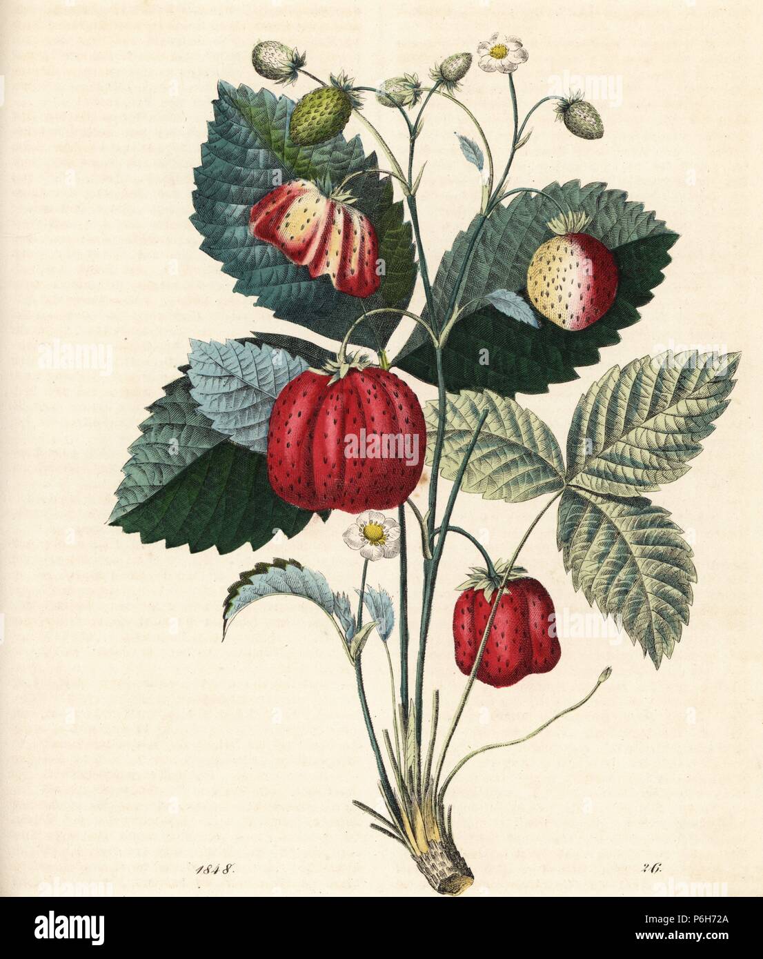Fragola, Fragaria ananassa. Litografia Handcolored da Carl Hoffmann il libro del mondo, Stuttgart, 1848. Foto Stock