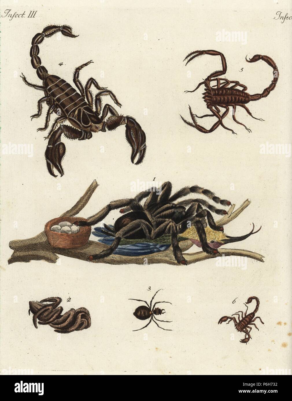 Golia bird-eating spider, Theraphosa blondi, con hummingbird 1, italiano tarantola, Lycosa tarantula 2, Orange spider di Curacao 3, e specie di scorpioni dell India 4, America 5, e l'Europa 6. Handcolored incisione su rame da Friedrich Johann Bertuch 'Bilderbuch fur Kinder' (Picture Book per bambini), Weimar, 1792. Foto Stock Golia bird-eating spider, Theraphosa blondi, con hummingbird 1, italiano tarantola, Lycosa tarantula 2, Orange spider di Curacao 3, e specie di scorpioni dell India 4, America 5, e l'Europa 6. Handcolored incisione su rame da Friedrich Johann Bertuch 'Bilderbuch fur Kinder' (Picture Book per bambini), Weimar, 1792. Foto Stock