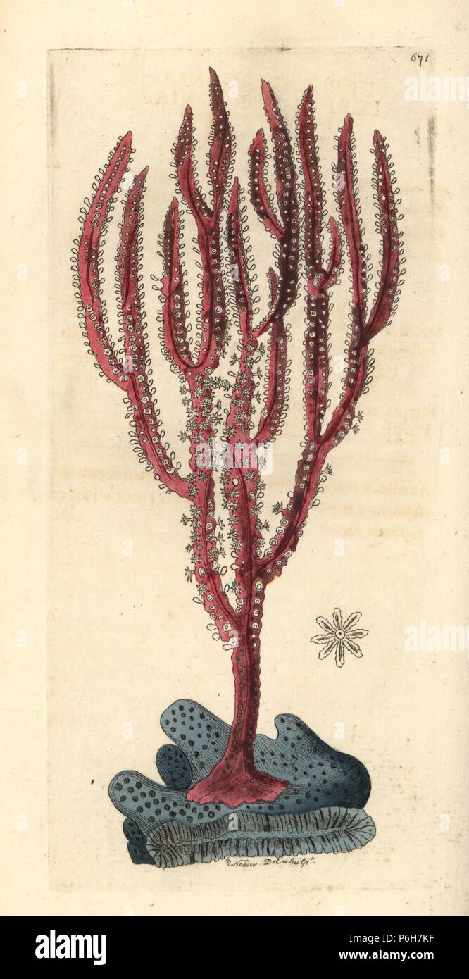 Red-frusta corallo, Ellisella ceratophyta (viola gorgonia, Gorgonia ceratophyta). Illustrazione disegnata e incisa da Richard Polydore Nodder. Handcolored incisione su rame da George Shaw e Federico Nodder's del naturalista Miscellanea, Londra, 1804. Foto Stock