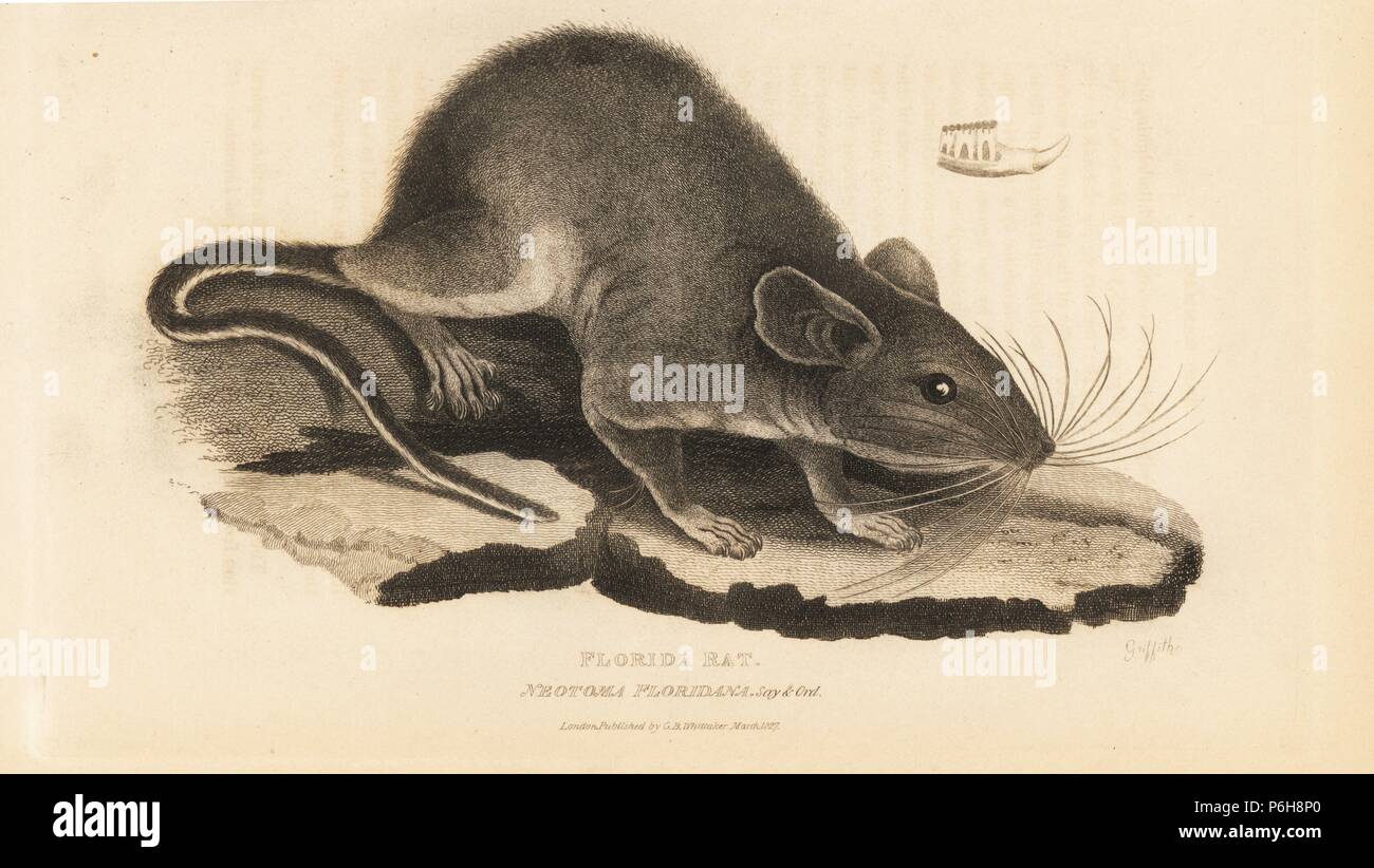 Woodrat orientale o Florida di ratto, Neotoma floridana. Handcolored incisione su rame da Griffith, Harriet o Edward, da Edward Griffith il regno animale dal barone Cuvier, Londra, la Whittaker, 1827. Foto Stock