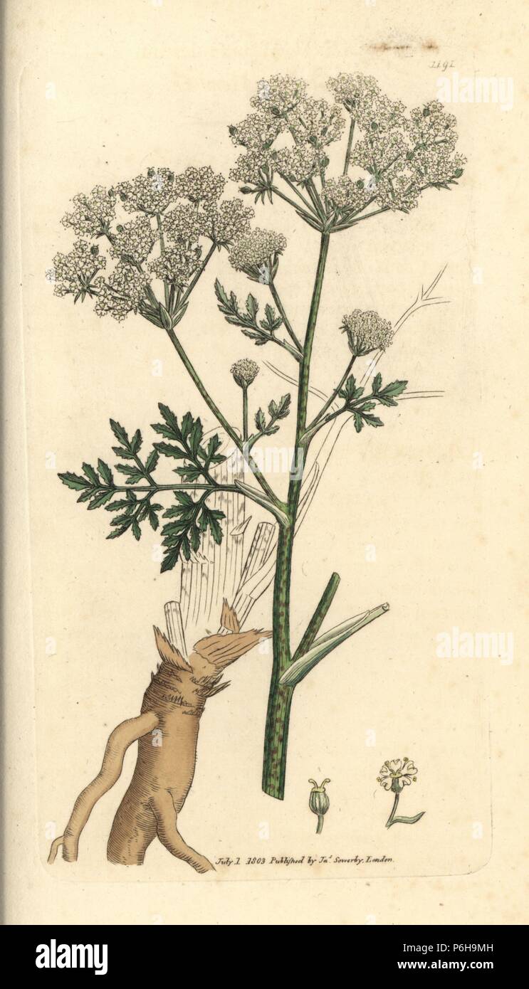Poison hemlock, Conium maculatum. Handcolored incisione su rame dopo un disegno da James Sowerby per James Smith è inglese botanica, 1803. Foto Stock