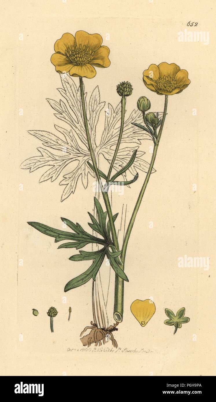 Montante prato, crowfoot Ranunculus acris. Handcolored incisione su rame dopo un disegno da James Sowerby per James Smith è inglese botanica, 1799. Foto Stock
