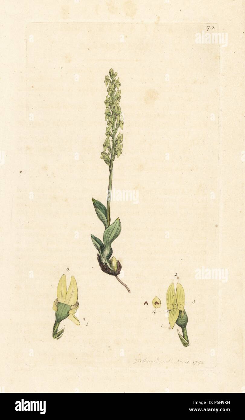 Bog orchid, Hammarbya paludosa (Marsh tway-lama, Malaxis paludosa). Handcolored incisione su rame dopo una illustrazione di James Sowerby da James Smith è inglese botanica, Londra, 1792. Foto Stock