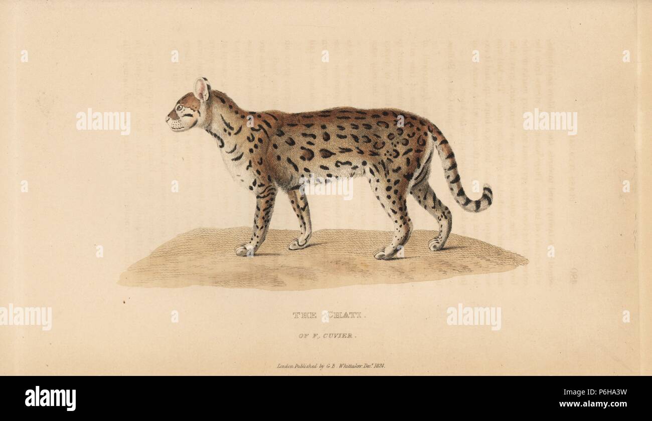 Nana, leopard da Leopardo pardalis mitis (Chati, Felis mitis di Ferdinando Cuvier). Handcolored incisione su rame da Edward Griffith il regno animale dal barone Cuvier, Londra, la Whittaker, 1824. Foto Stock