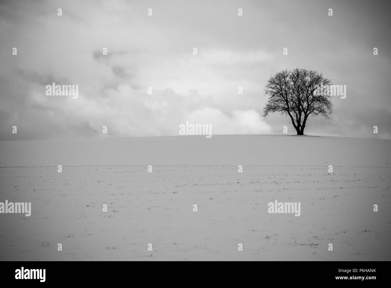 Albero solitario su un campo in inverno nella foresta bavarese Foto Stock