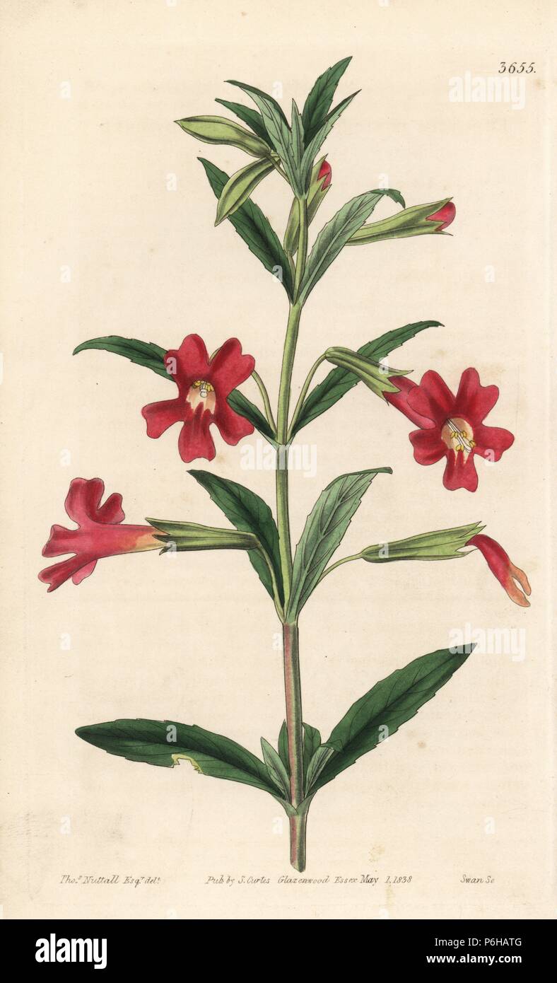 Scarlet-diplacus fiorito, Diplacus glutinosus. Handcolored incisione su rame dopo una illustrazione botanica da Thomas Nuttall da William Jackson Hooker della rivista botanica, Londra, 1838. Foto Stock