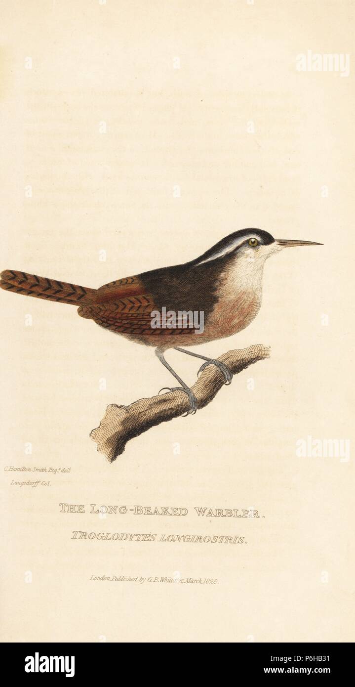 A lungo fatturati wren, Cantorchilus longirostris (a lungo becco trillo, Troglodytes longirostris). Incisione Handcolored dopo una illustrazione di Charles Hamilton Smith da un campione nella collezione Langsdorff da Edward Griffith il regno animale dal barone Cuvier, Londra, la Whittaker, 1828. Foto Stock