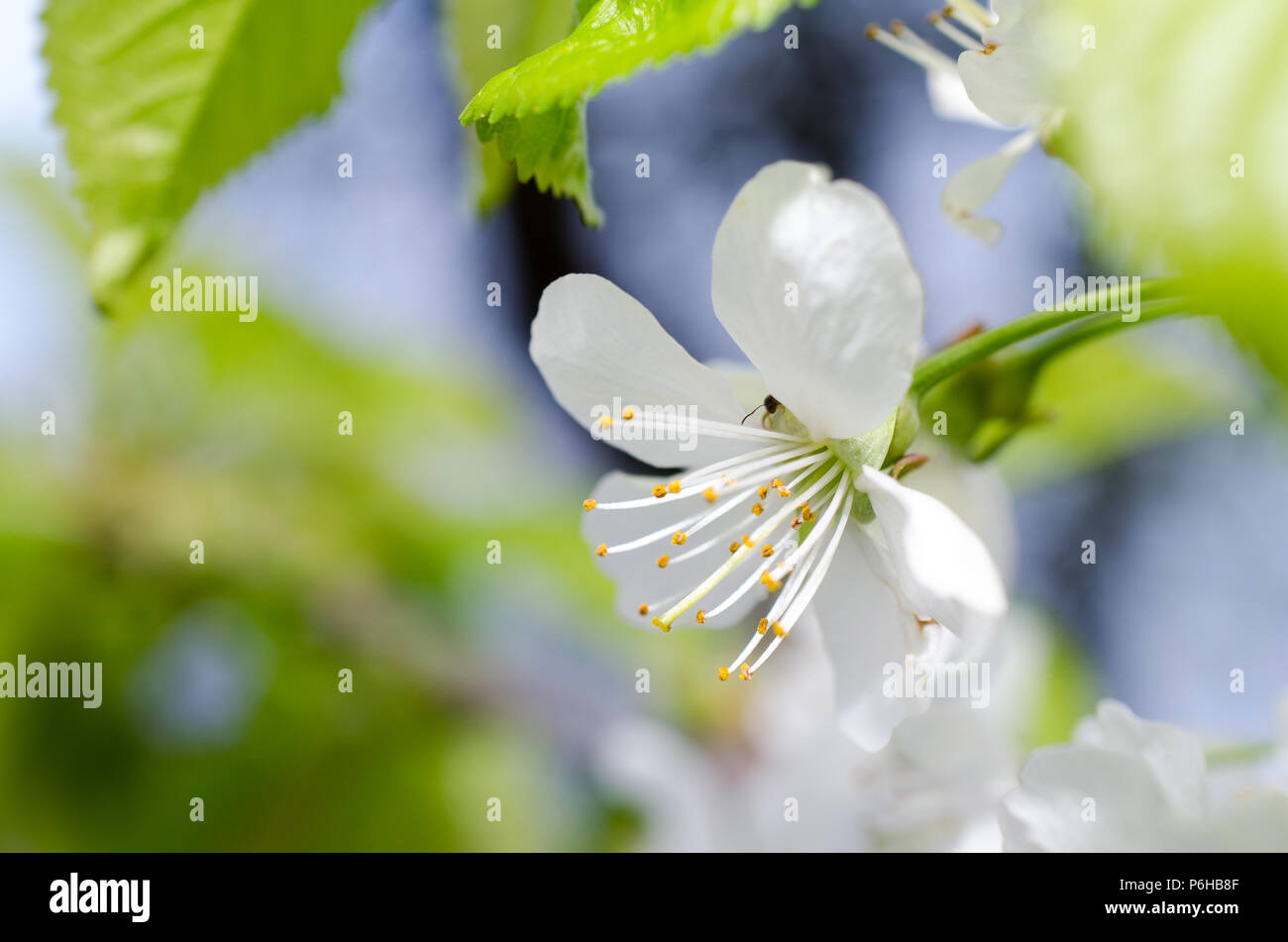 SCARPA ALTA PELLE FIORE MARR. VIBRAM WP Guantificio Senese - Foto 4