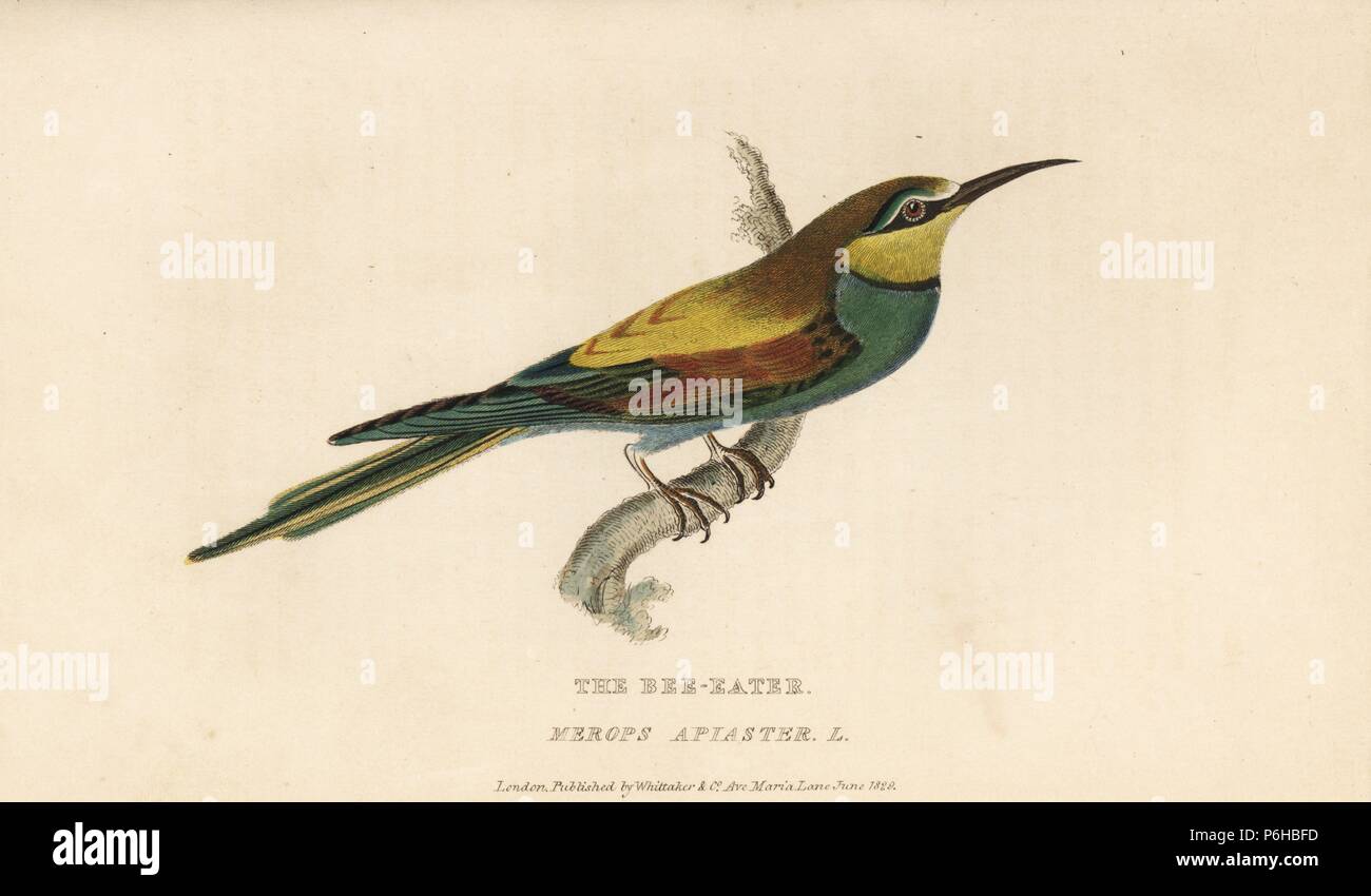 Unione gruccione, Merops apiaster. Handcolored incisione da Edward Griffith il regno animale dal barone Cuvier, Londra, la Whittaker, 1829. Foto Stock