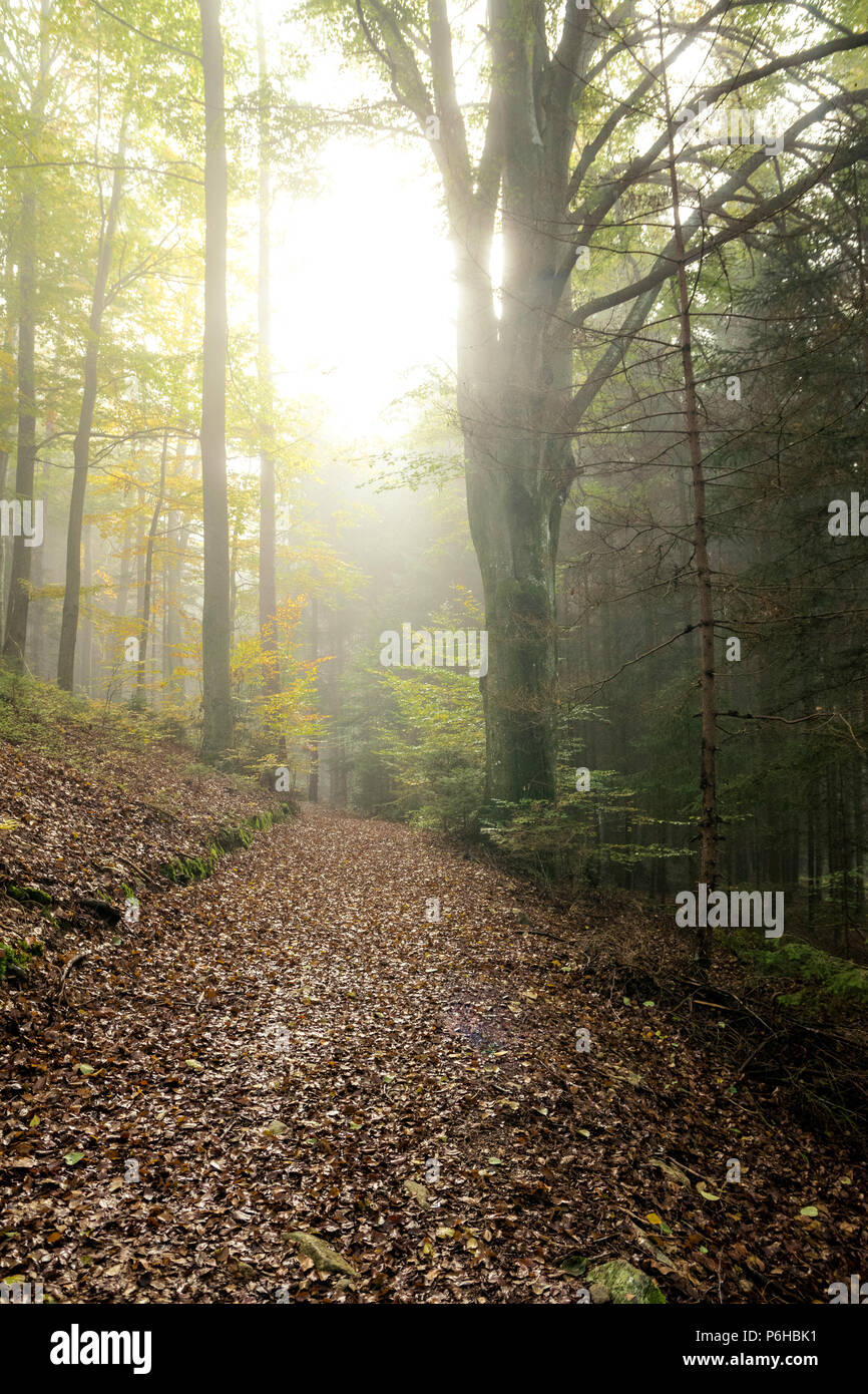 Percorso attraverso la foresta con la nebbia in mar autunno con Sun per il cielo nella foresta bavarin Foto Stock