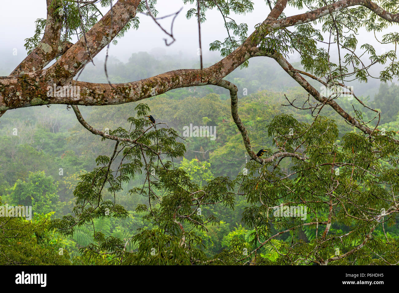 La foresta pluviale amazzonica nella nebbia visto da una piattaforma di osservazione in una Ceiba tree con due molti-nastrare Aracari (Pteroglossus pluricinctus), Yasuni NP. Foto Stock