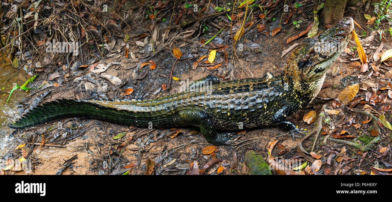 Panorama di un caimano nero (Melanosuchus niger) lungo la riva del fiume Napo in Amazzonia Foresta pluviale del fiume di Ecuador, Yasuni National Park. Foto Stock