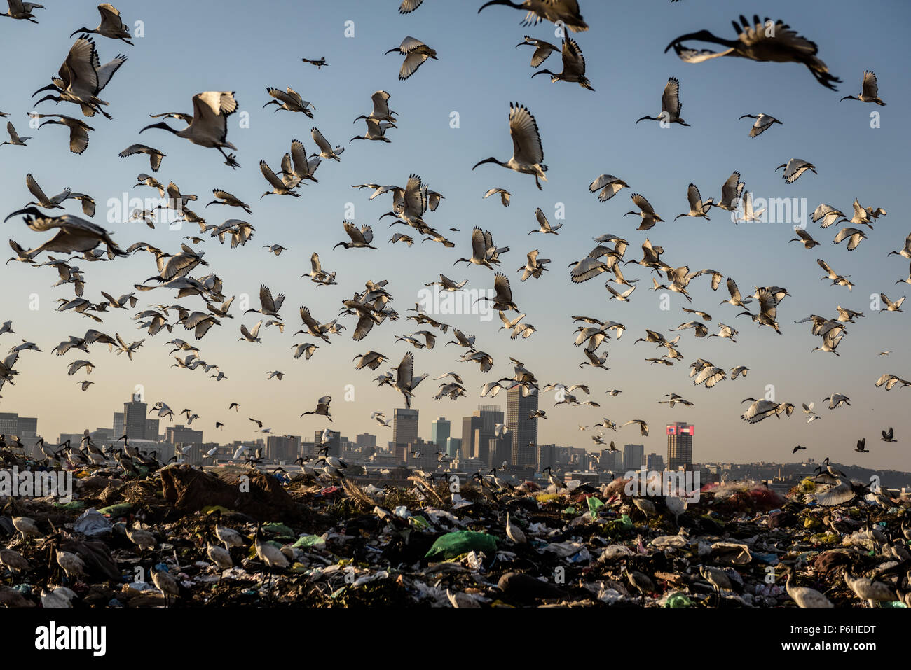 Sud Africa Robinson discarica profondo vicino Johannesburg Turffontein del campo di regata è stata colonizzata da ibis sacri Foto Stock