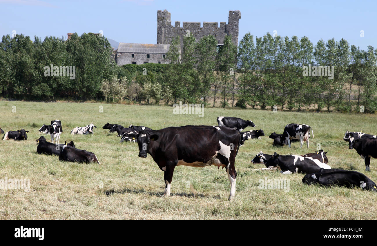 Le mucche frisone su pascolo nel villaggio costiero di Greencastle, Co. Verso il basso Foto Stock