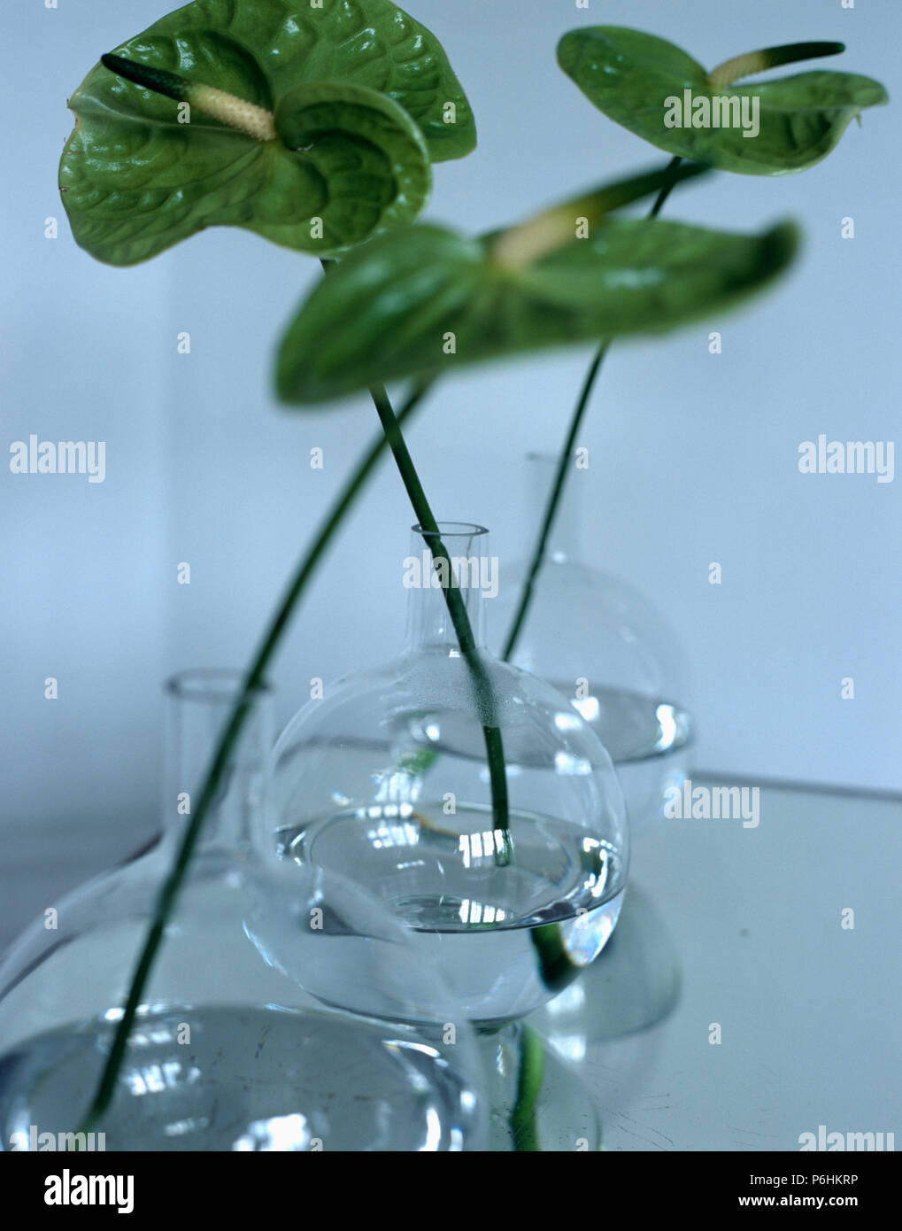 Still-Life di verde anthurium in vasi di vetro Foto Stock