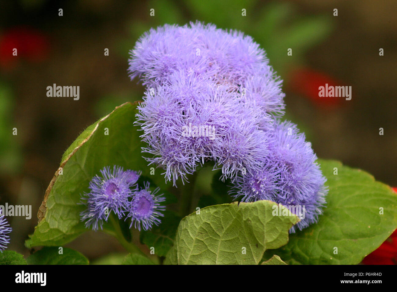 Close-up di fiori Ageratum Foto Stock