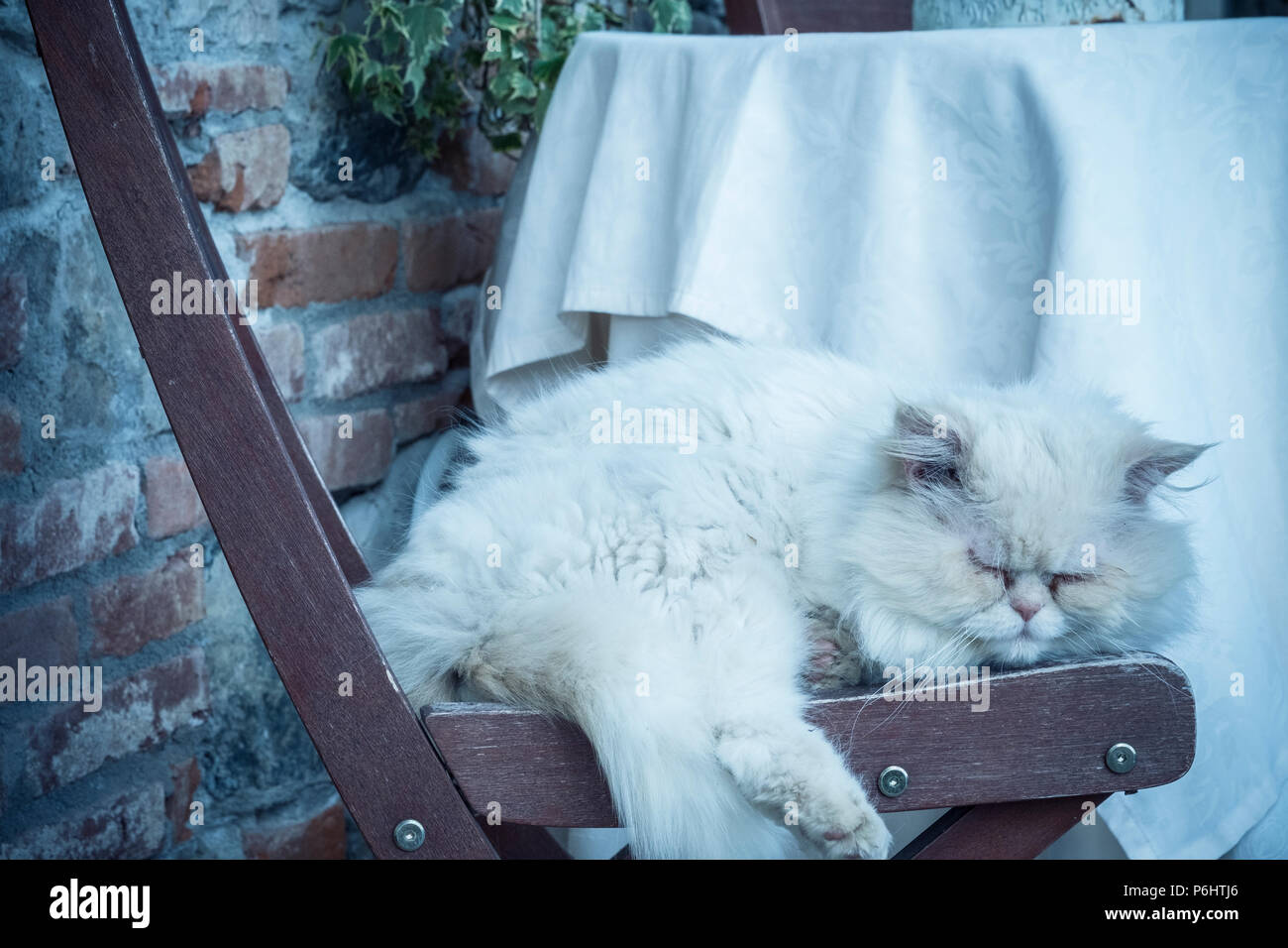 Gatto Bianco in toni di blu blu durante ore di sonno pigro e tranquillo su  una sedia per esterno a casa Foto stock - Alamy