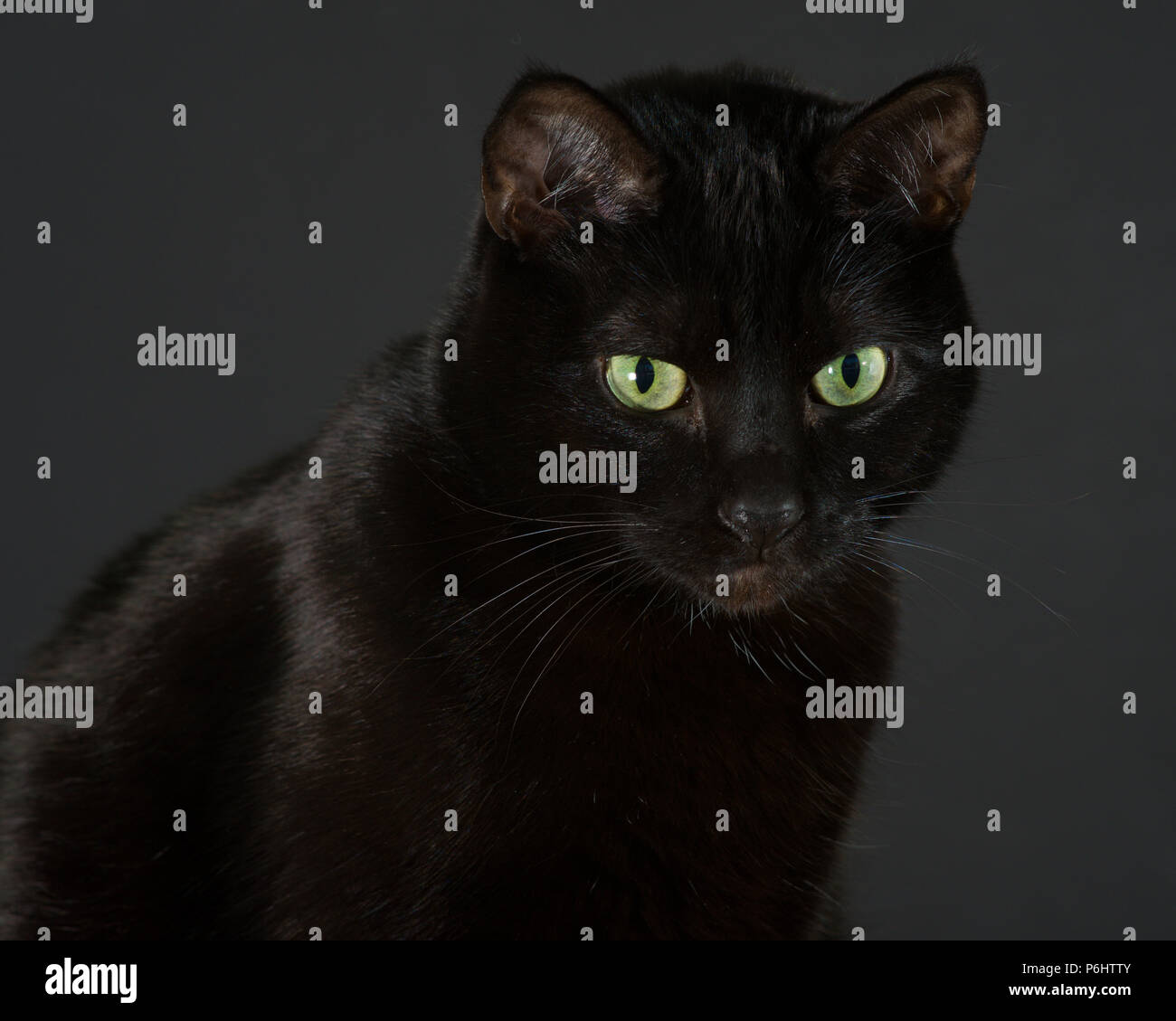 Gatto nero seduta con un fondo di colore grigio scuro Foto Stock