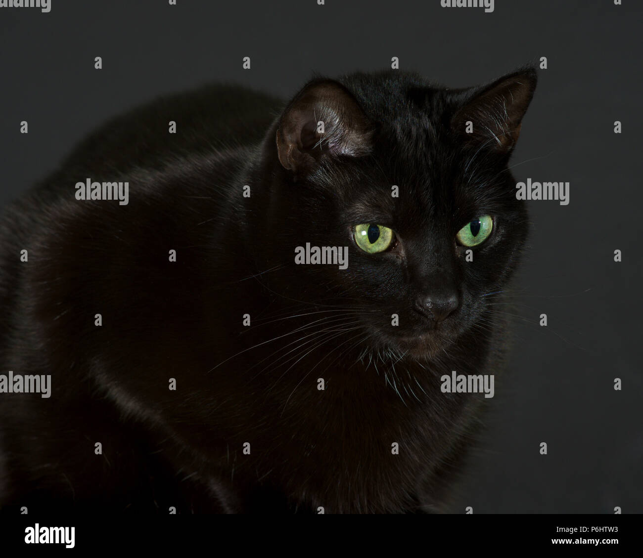 Gatto nero seduta, guardando intensamente a qualcosa alla destra della fotocamera. Foto Stock