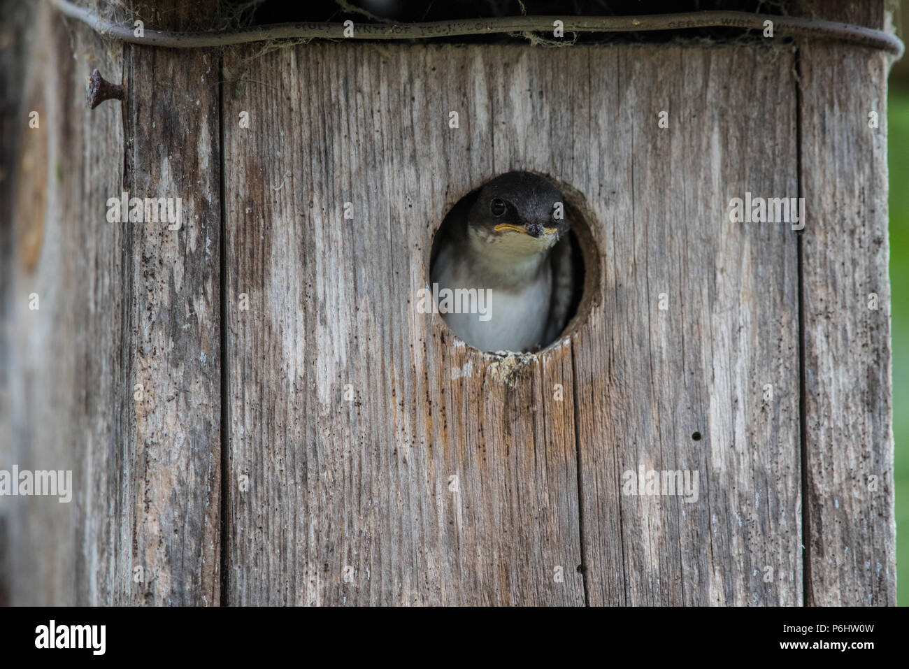 Piccolo adorabile volto di un uccello fringillide peeking fuori della porta di legno birdhouse. Foto Stock