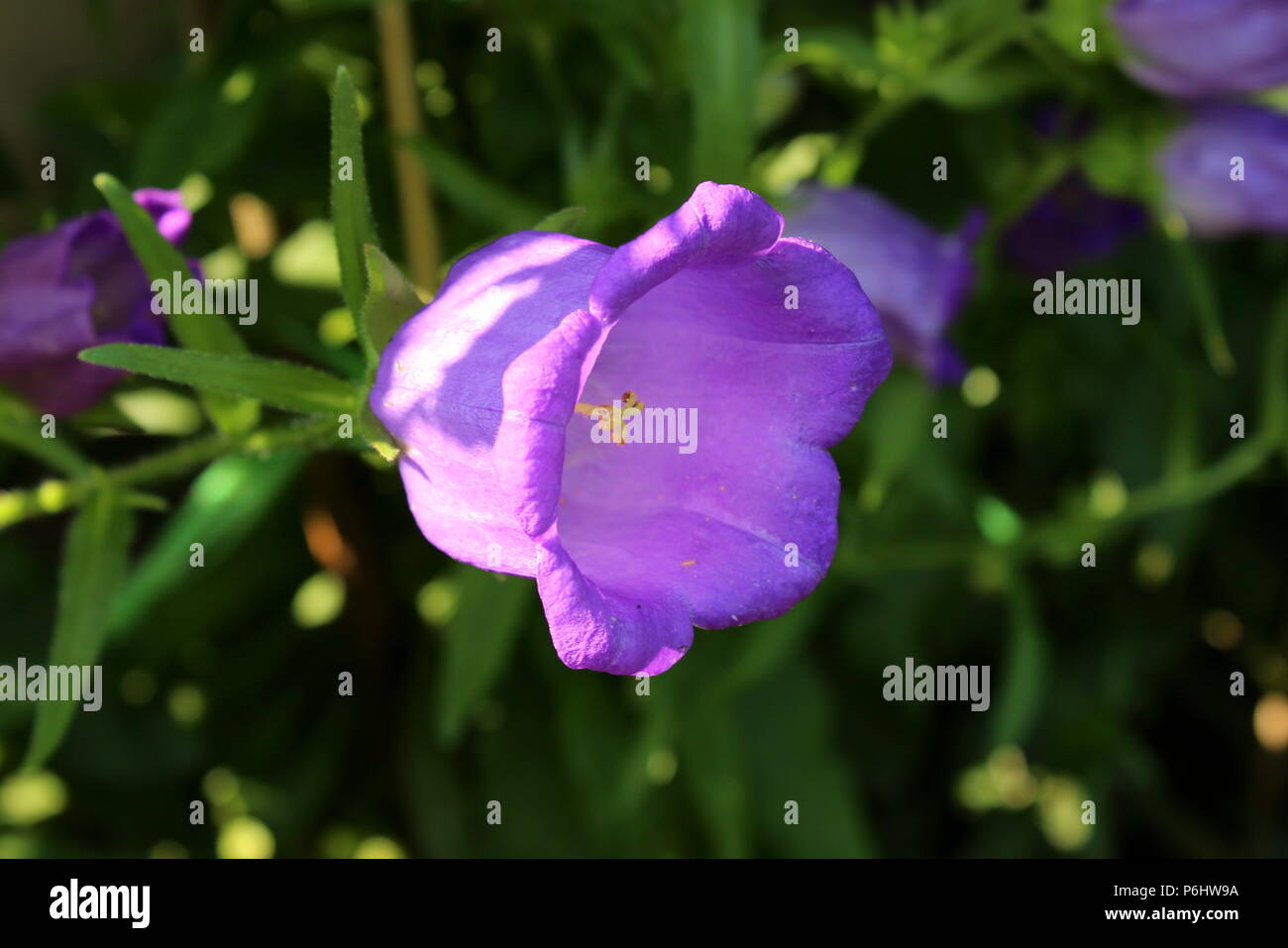 La Campanula o Campanula viola campana a forma di fiore fiorisce in ombra parziale del giardino locale con foglie verdi su sfondo calda giornata di sole Foto Stock