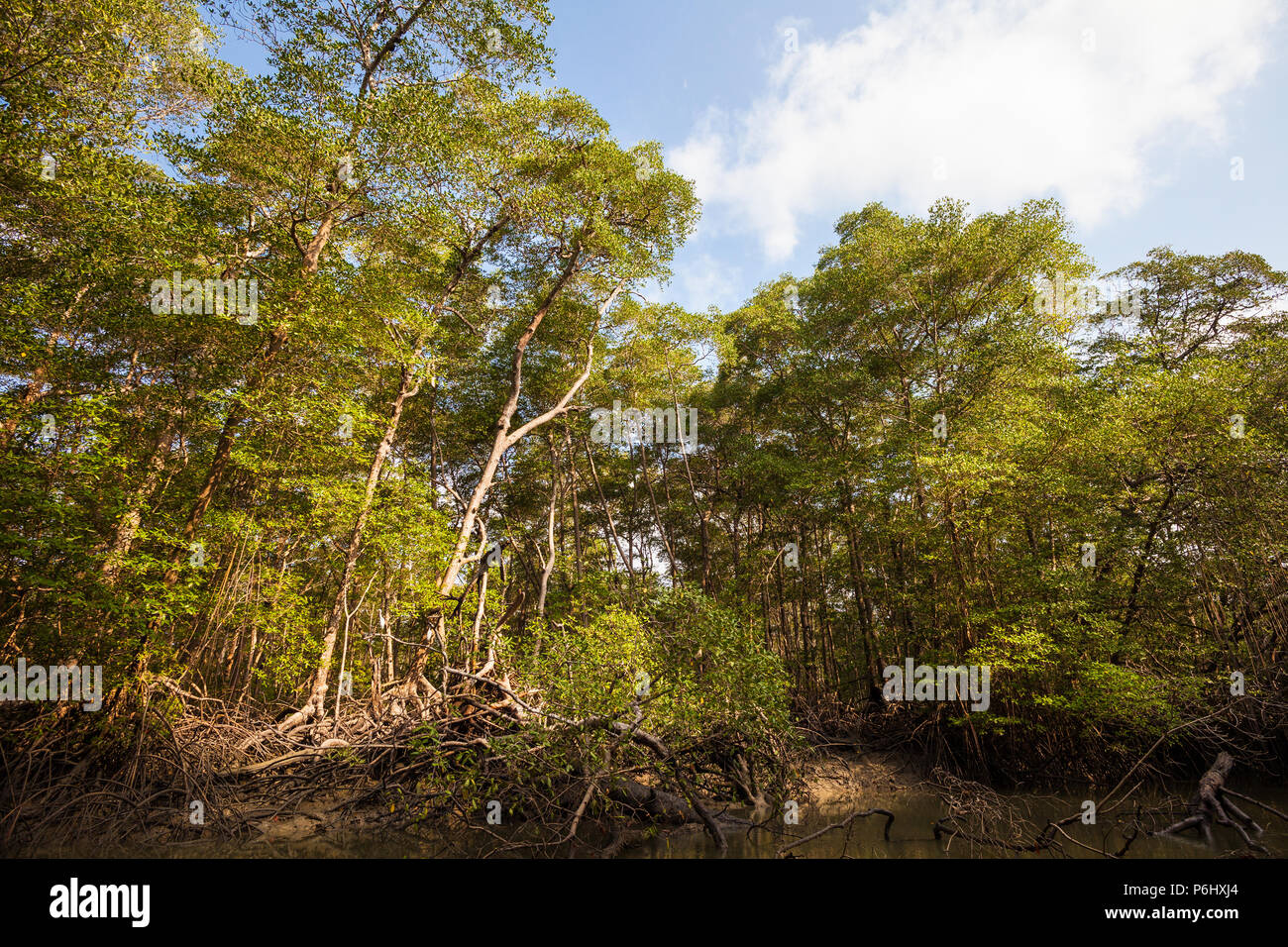Fitta foresta di mangrovie accanto a Rio Grande vicino alla costa del Pacifico, Cocle Affitto provincia, Repubblica di Panama. Foto Stock