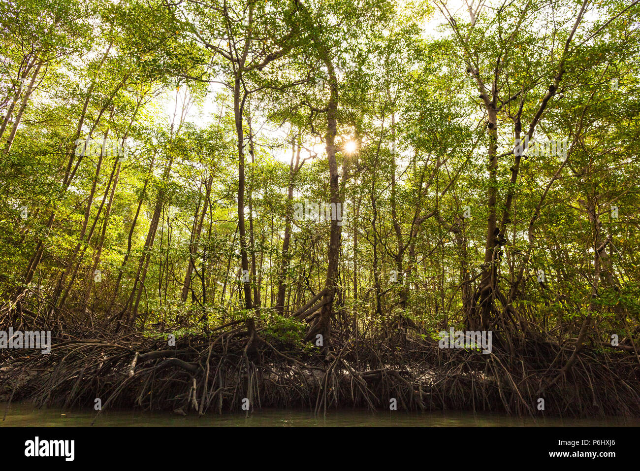 Fitta foresta di mangrovie accanto a Rio Grande vicino alla costa del Pacifico, Cocle Affitto provincia, Repubblica di Panama. Foto Stock