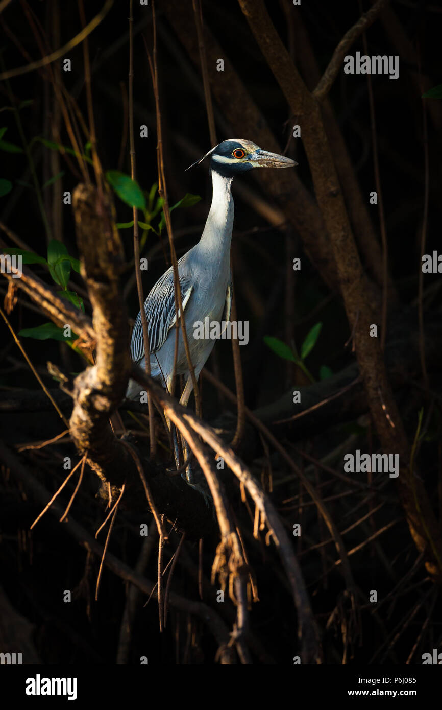 Giallo-incoronato Night-Heron, Nyctanassa violacea, nella foresta di mangrovie accanto a Rio Grande, Cocle Affitto provincia, Repubblica di Panama. Foto Stock