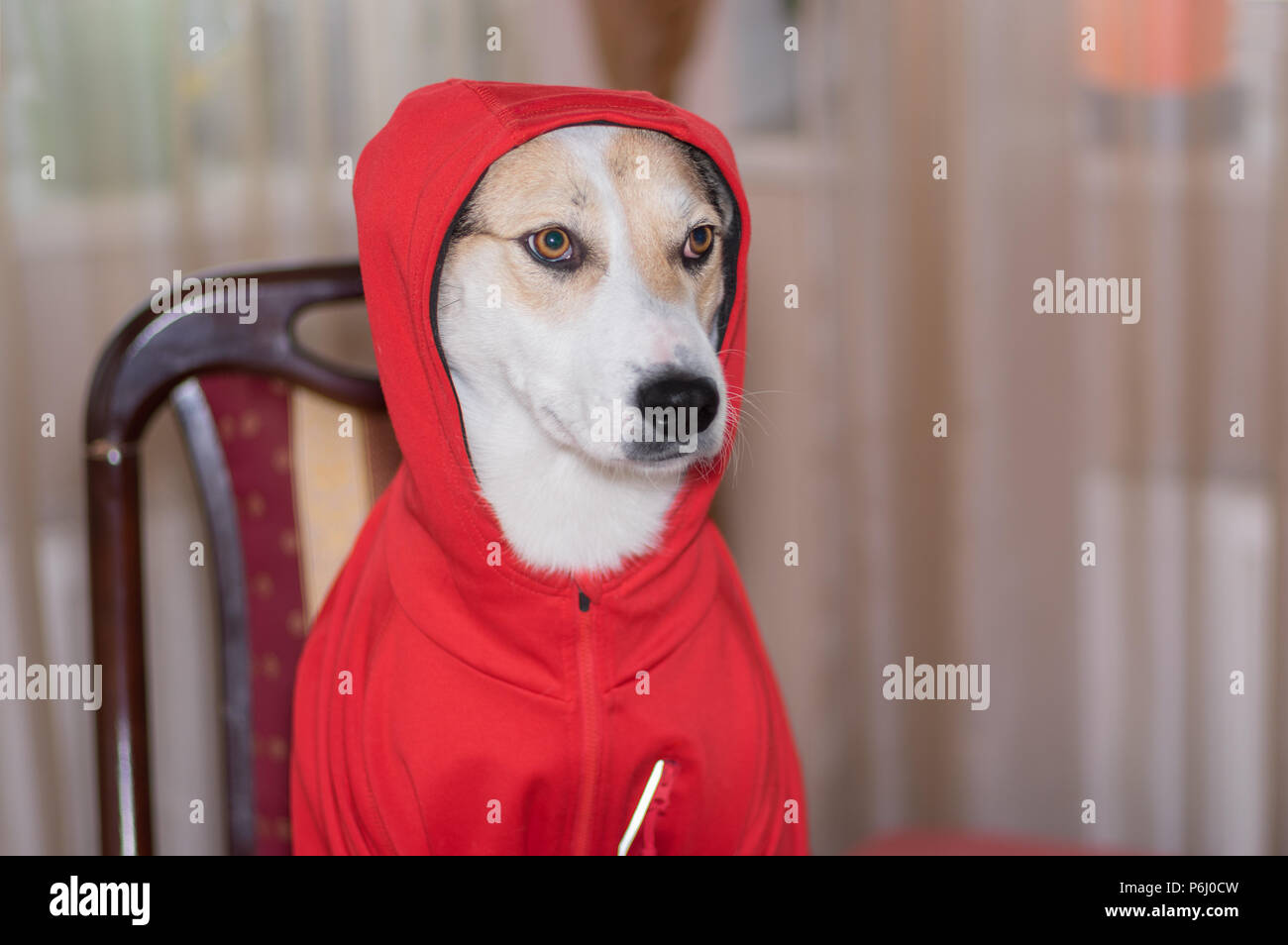 Piscina ritratto di cane bianco montare il nuovo indumento mentre seduto su una sedia al tavolo. Foto Stock
