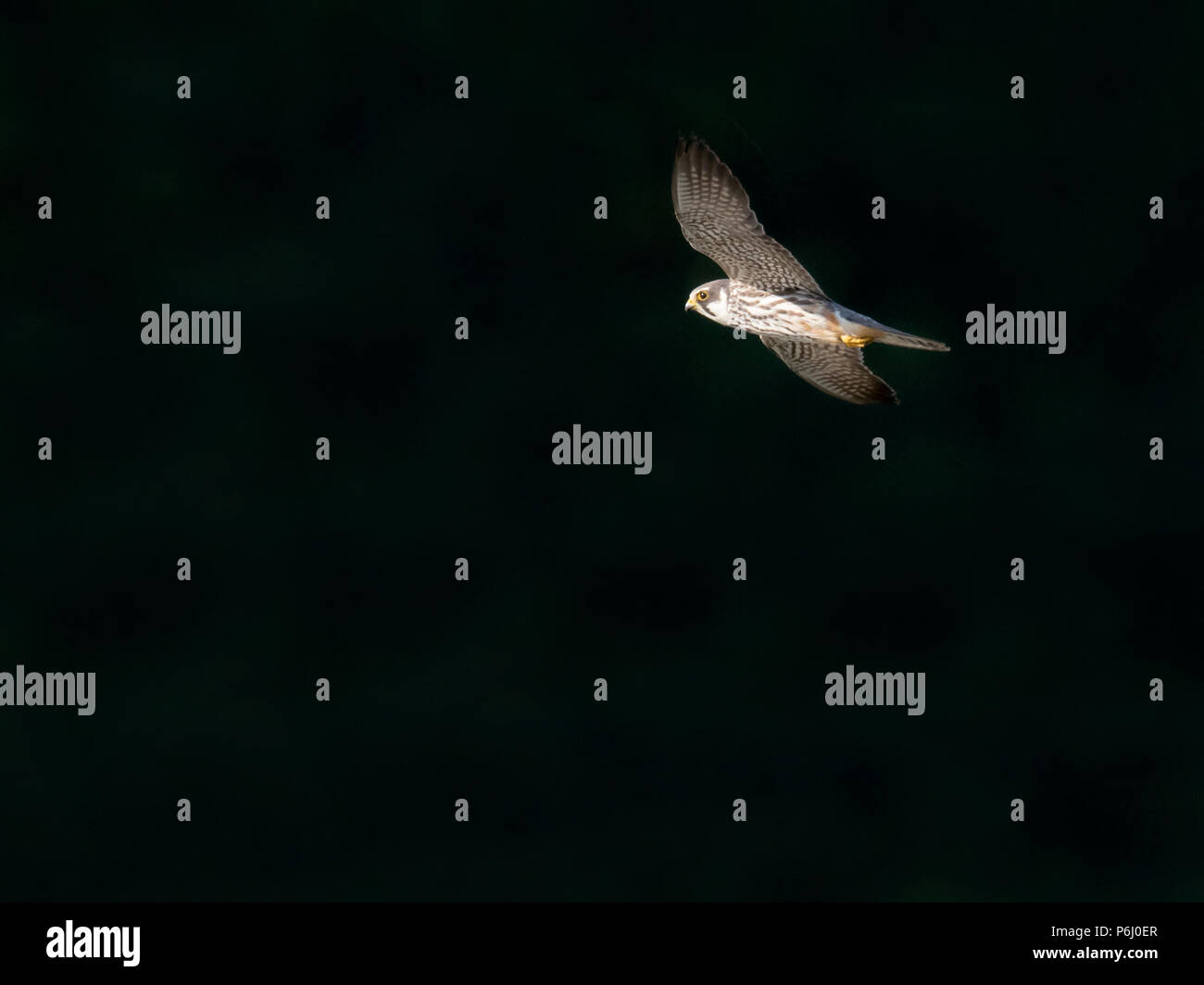 Un Hobby (Falco Subbuteo®) in volo contro uno sfondo scuro Warwickshire Foto Stock