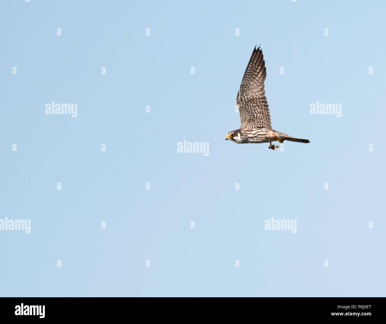 Un Hobby (Falco Subbuteo®) con un drogonfly nella sua talons ", Warwickshire Foto Stock