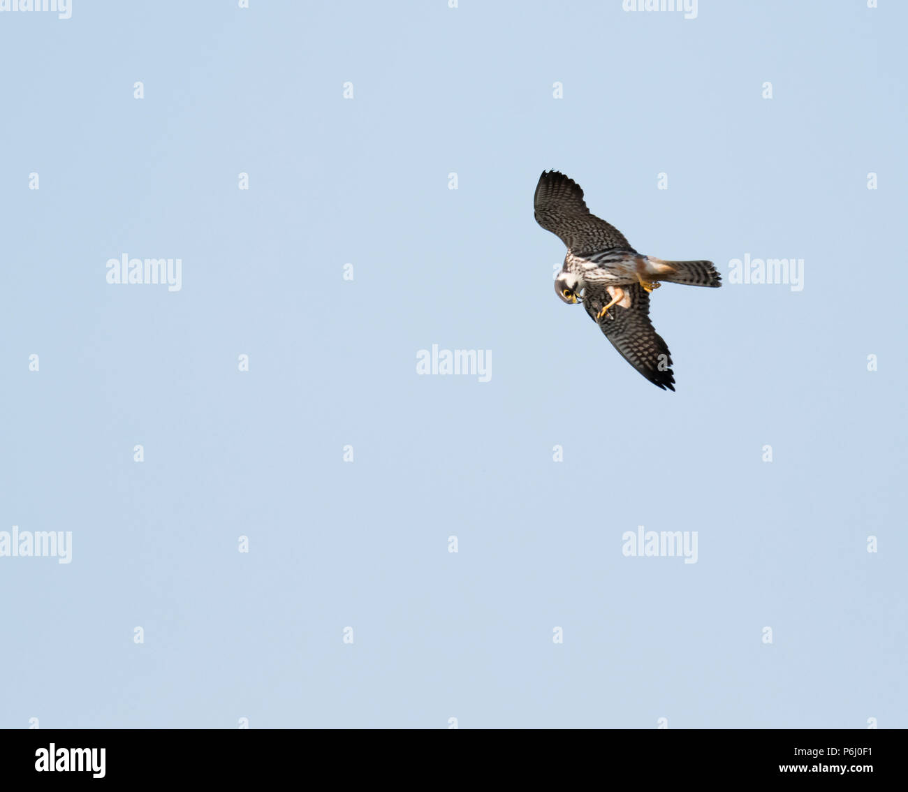 Un Hobby (Falco Subbuteo®) alimentazione su una libellula in volo, Warwickshire Foto Stock