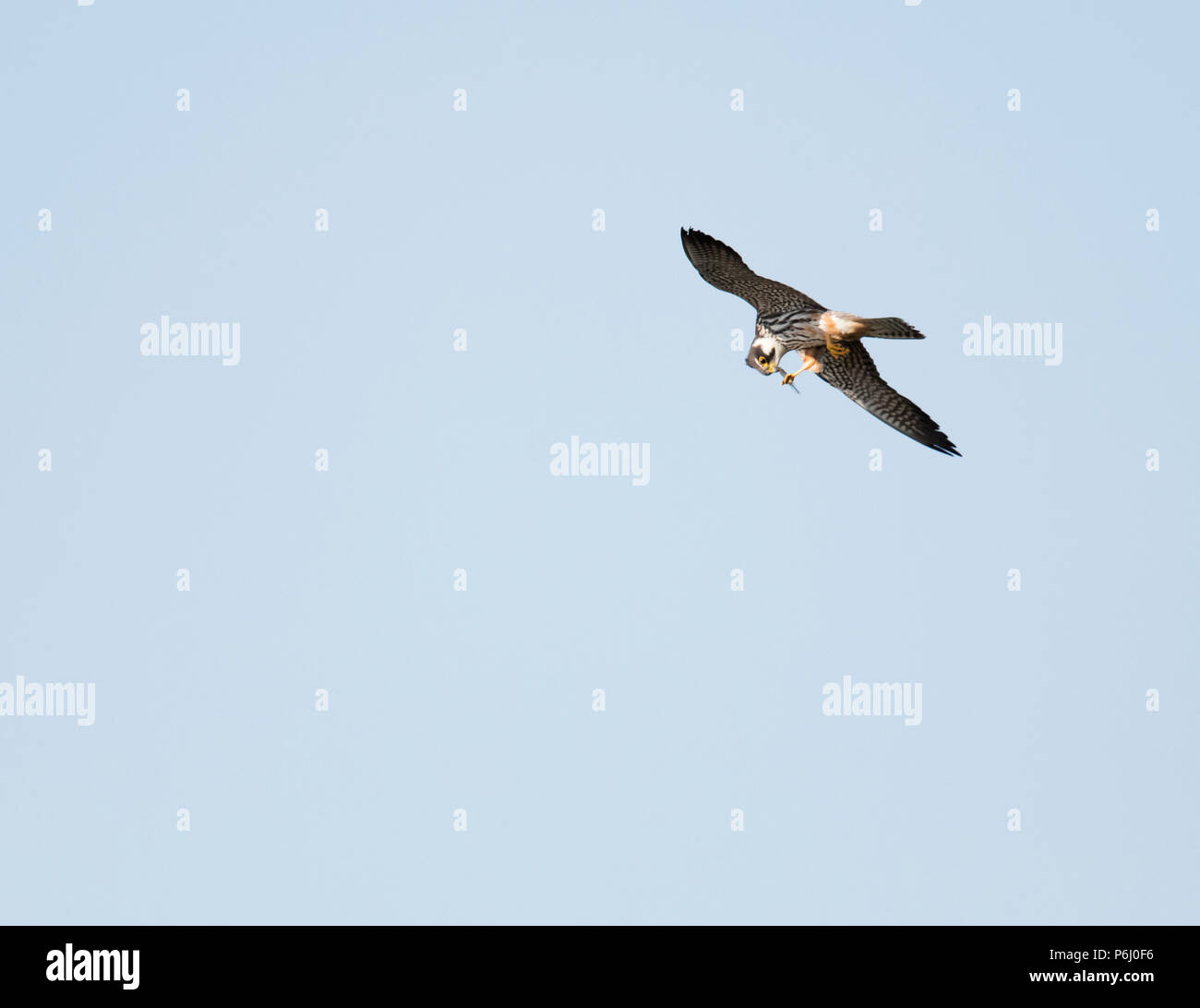 Un Hobby (Falco Subbuteo®) alimentazione su una libellula in volo, Warwickshire Foto Stock