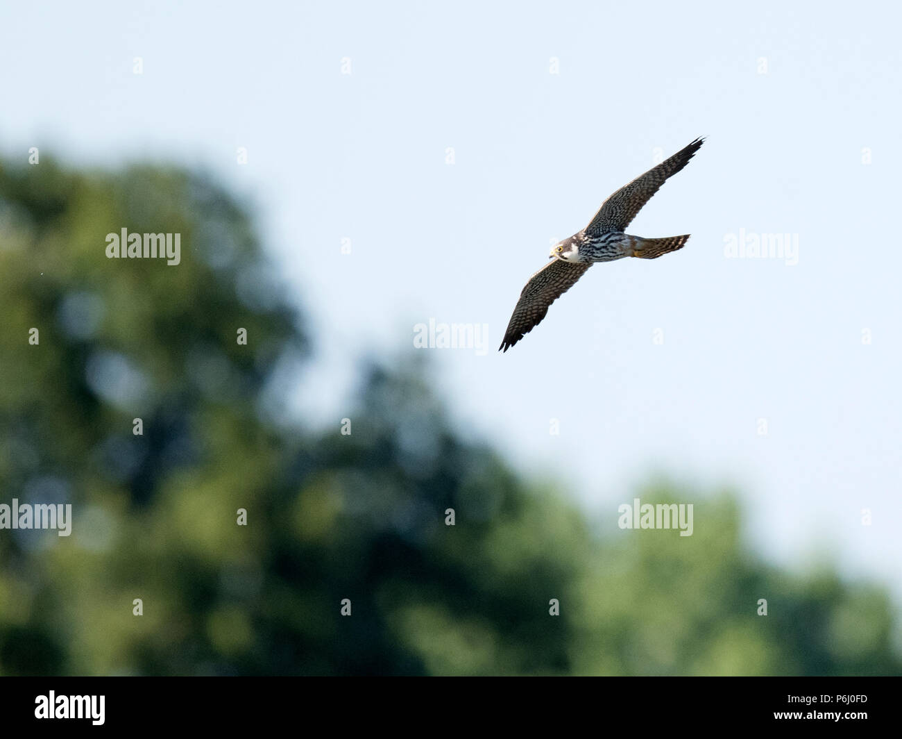 Un Hobby (Falco Subbuteo®) in volo, Warwickshire Foto Stock