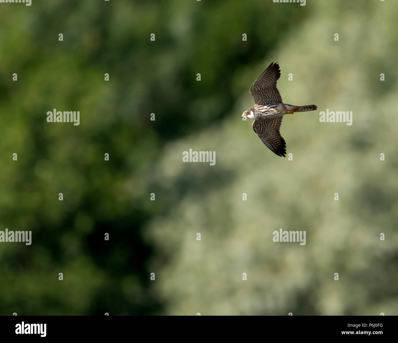 Un Hobby (Falco Subbuteo®) in volo, Warwickshire Foto Stock