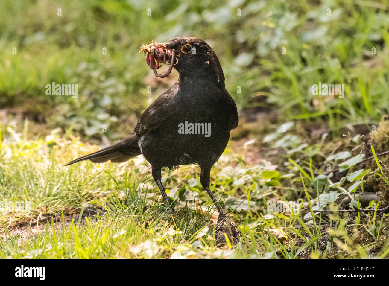 Merlo Turdus merula raccoglie insetti per la loro giovane in Germania Foto Stock