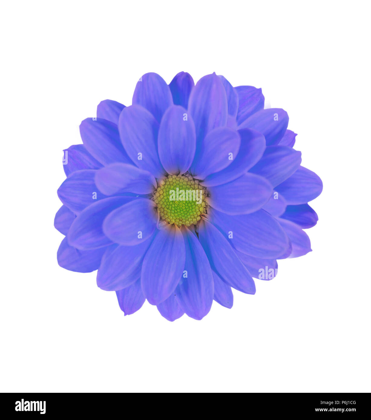 Bellissimo sfondo di blu fiore a margherita isolato su bianco Foto Stock
