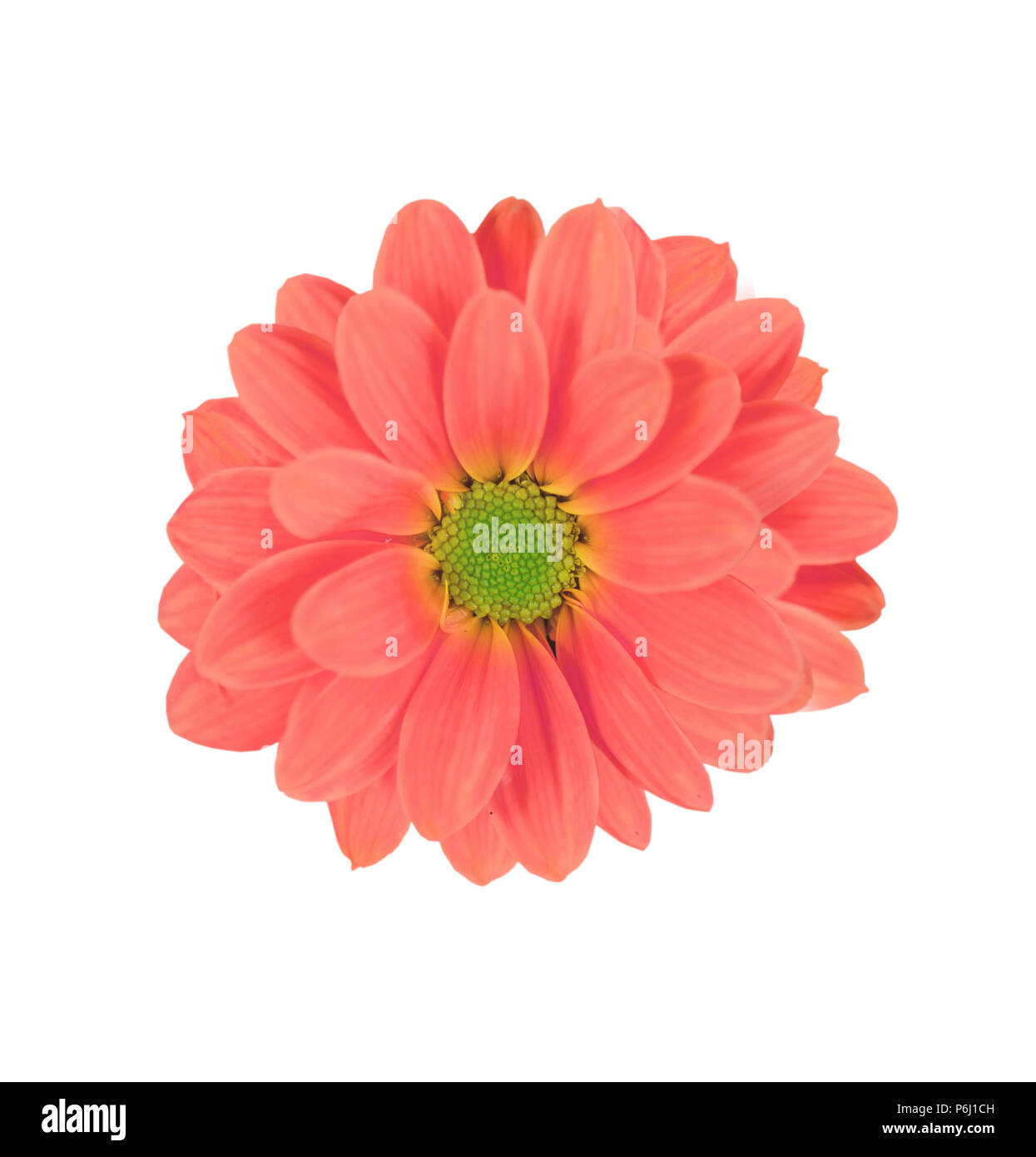 Bellissimo sfondo di rosa fiori di Daisy isolato su bianco Foto Stock