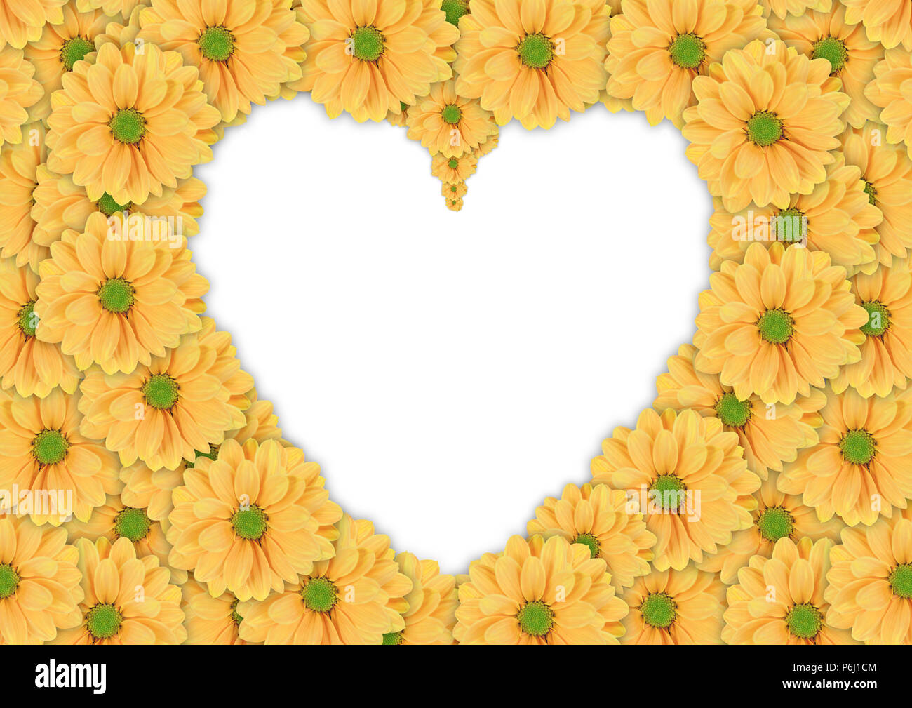 Bellissimo sfondo di daisy giallo fiore in forma di cuore Foto Stock