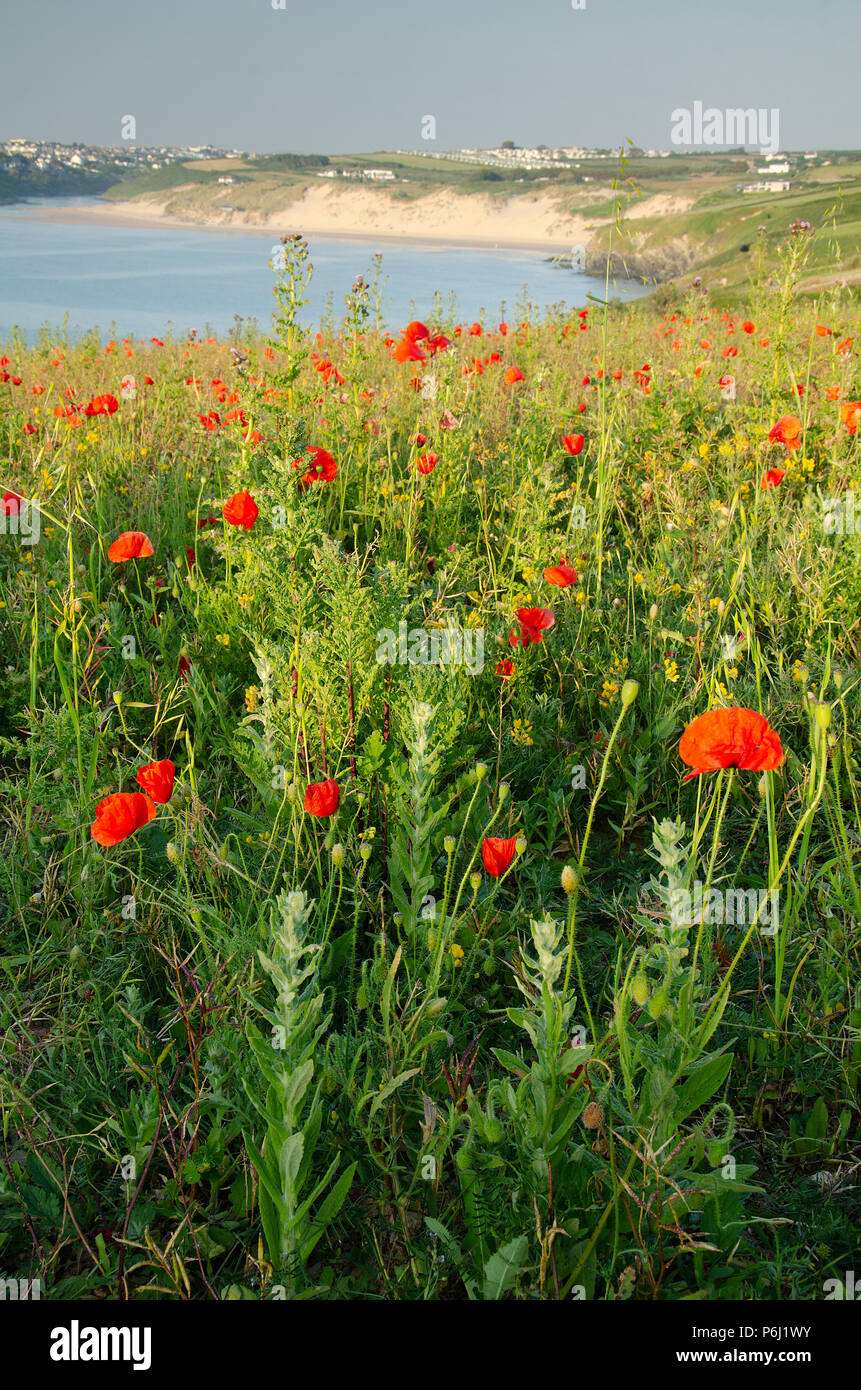 Papaveri Guarda Crantock Beach Foto Stock