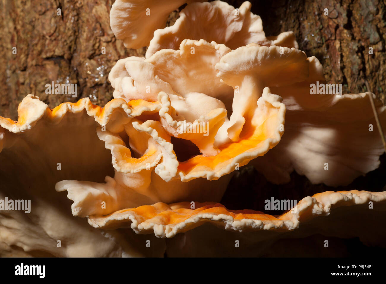 Pollo di boschi funghi, Laetiporus sulfurei, talvolta chiamato polypore zolfo trovato crescente nella nuova foresta in Hampshire England Regno Unito GB. Il c Foto Stock