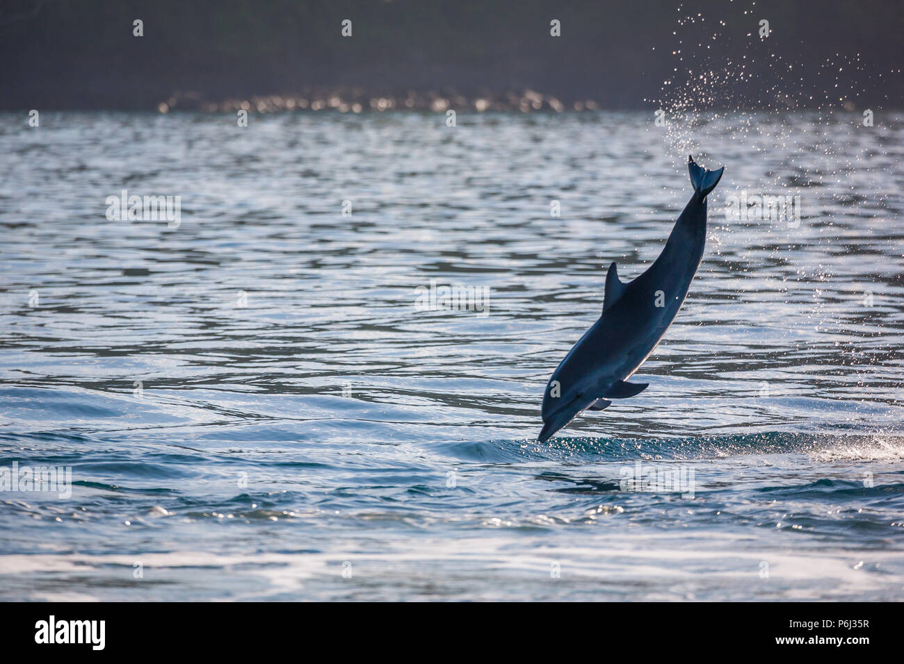 Panama fauna selvatica con un salto Spotted Dolphin, Stenella attenuata, nel parco nazionale Isla Coiba, costa del Pacifico, provincia di Veraguas, Repubblica di Panama. Foto Stock